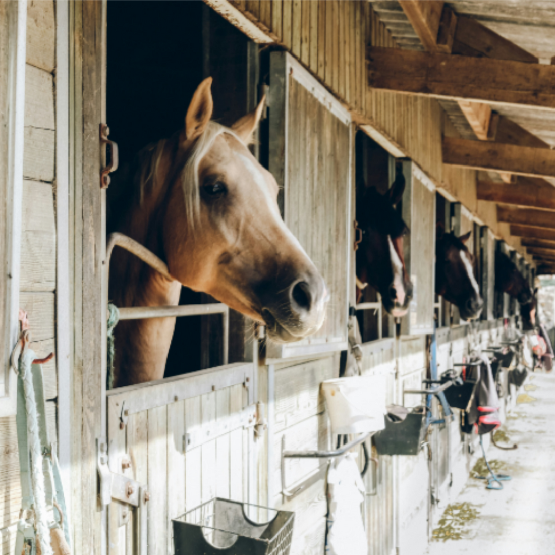 At The Stables