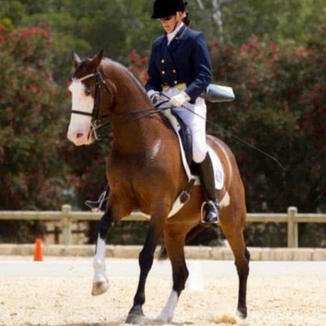 Dressage