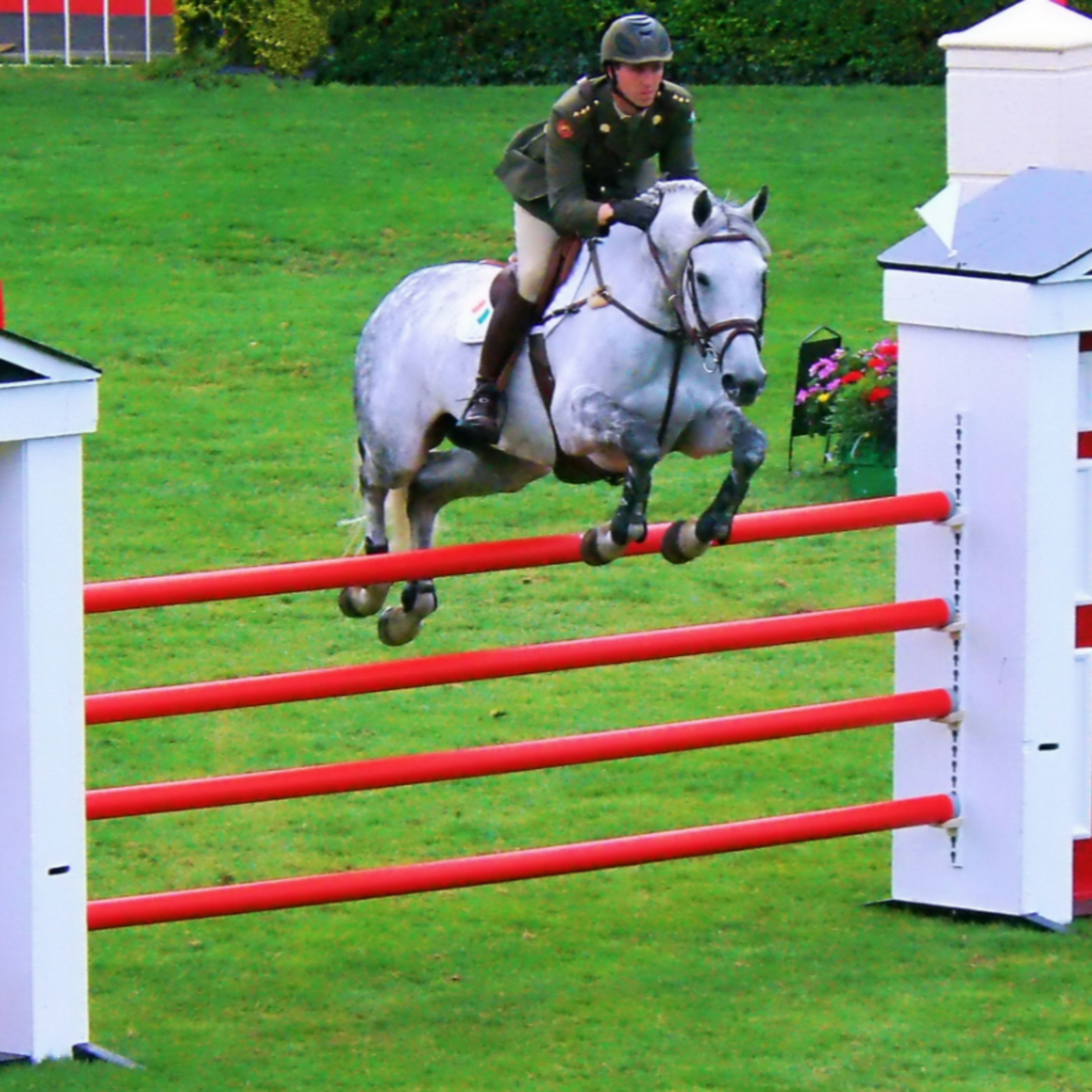 Show Jumping